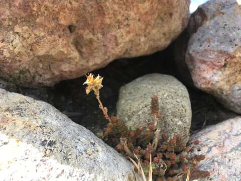 Image of Sedum ignescens Pino & Montesinos