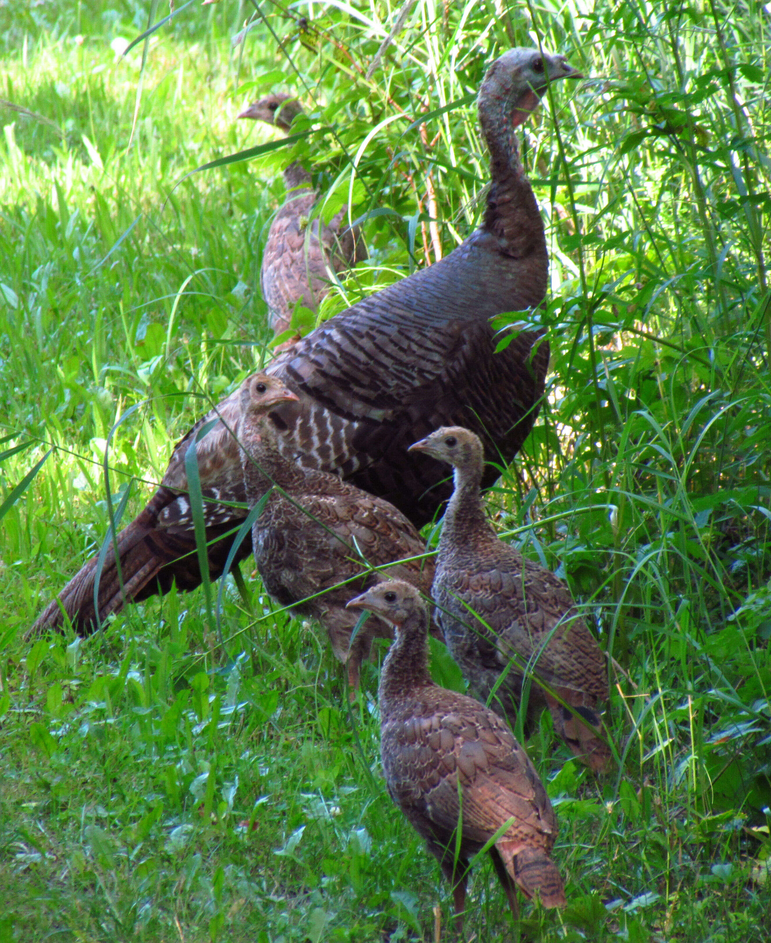 Imagem de Meleagris gallopavo Linnaeus 1758