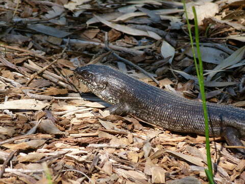 Image of King's Skink