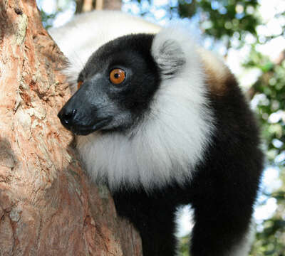 Image of Black-and-white Ruffed Lemur