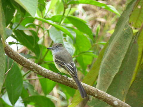 Image of Pale-edged Flycatcher