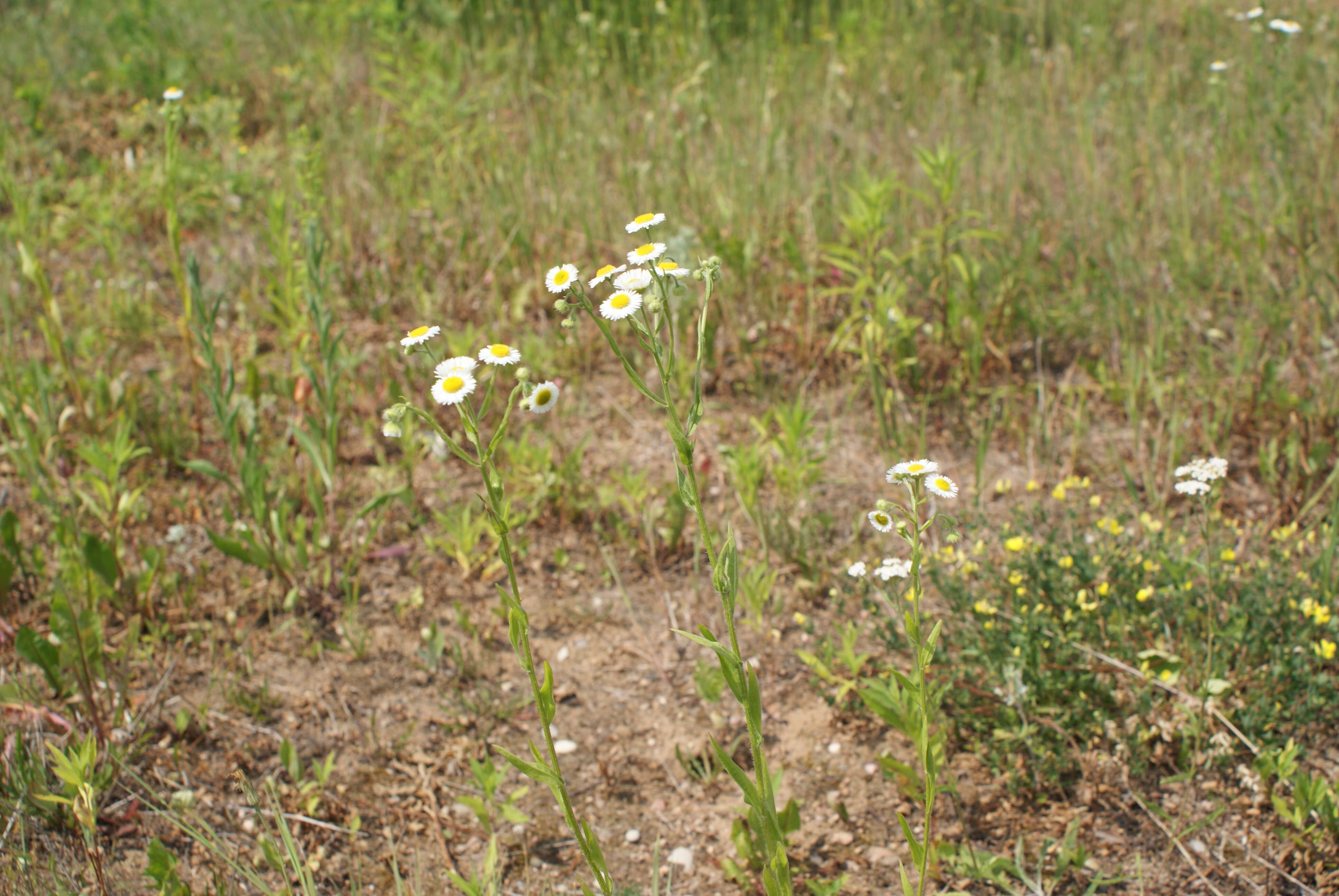 Image of eastern daisy fleabane