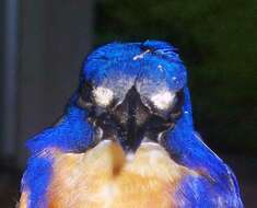 Image of Azure Kingfisher