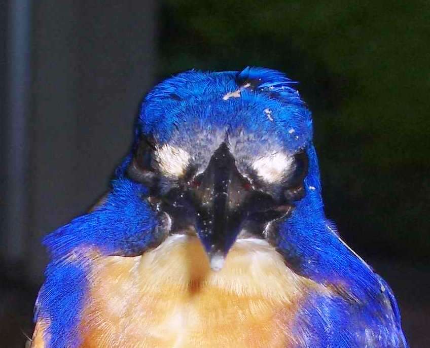 Image of Azure Kingfisher