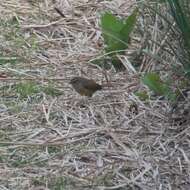 Image of Yellow-bellied Bush Warbler