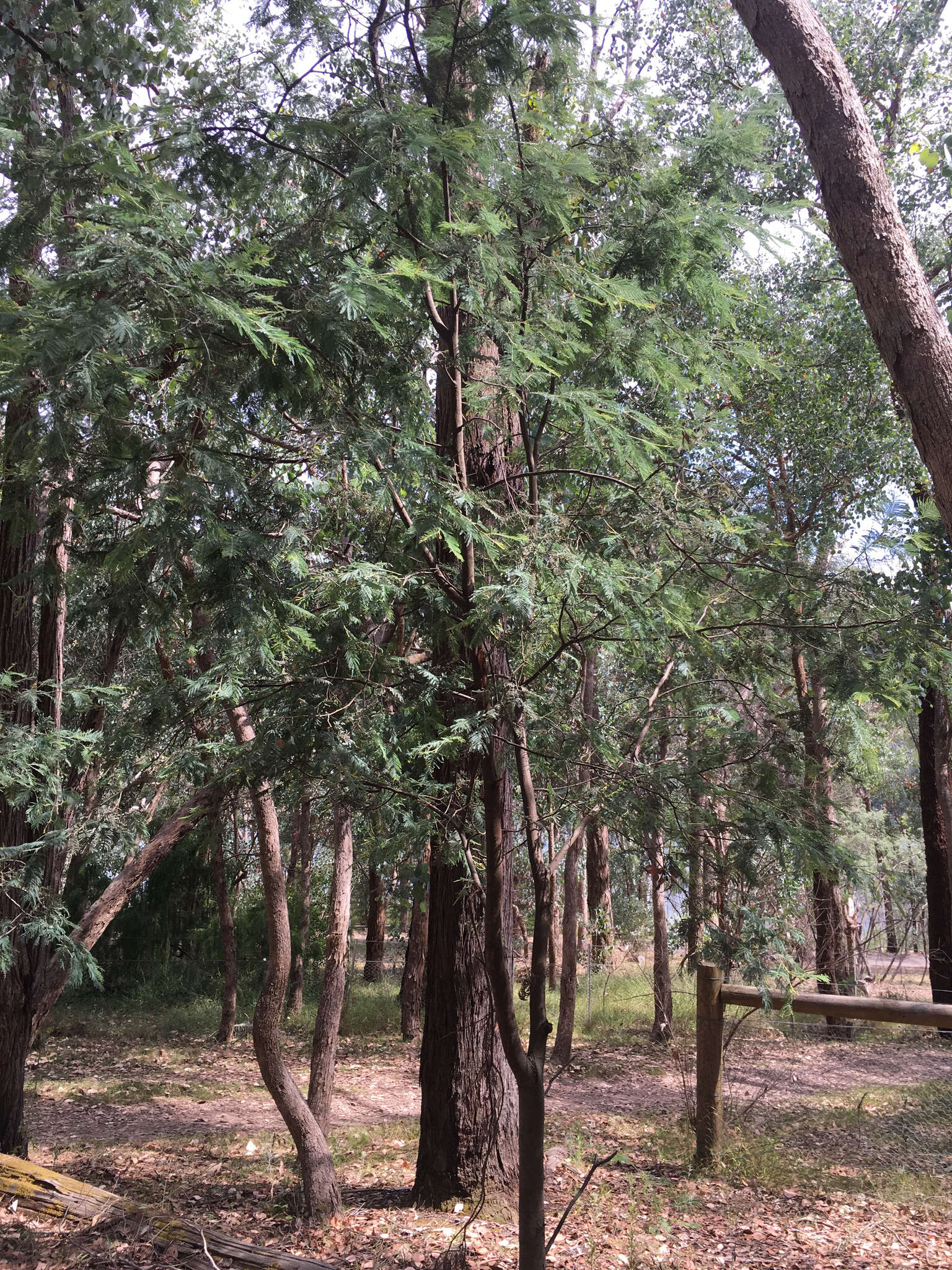 Image of Silver Wattle