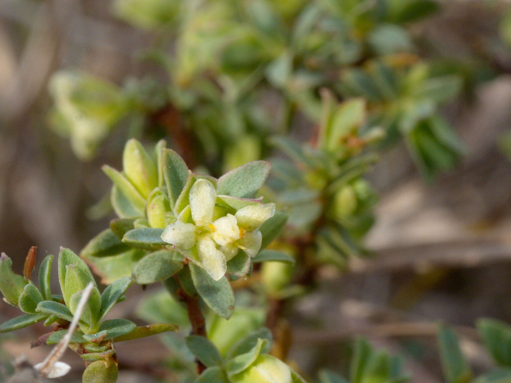 Image of Pimelea spinescens subsp. spinescens