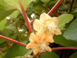 Imagem de Actinidia chinensis Planch.