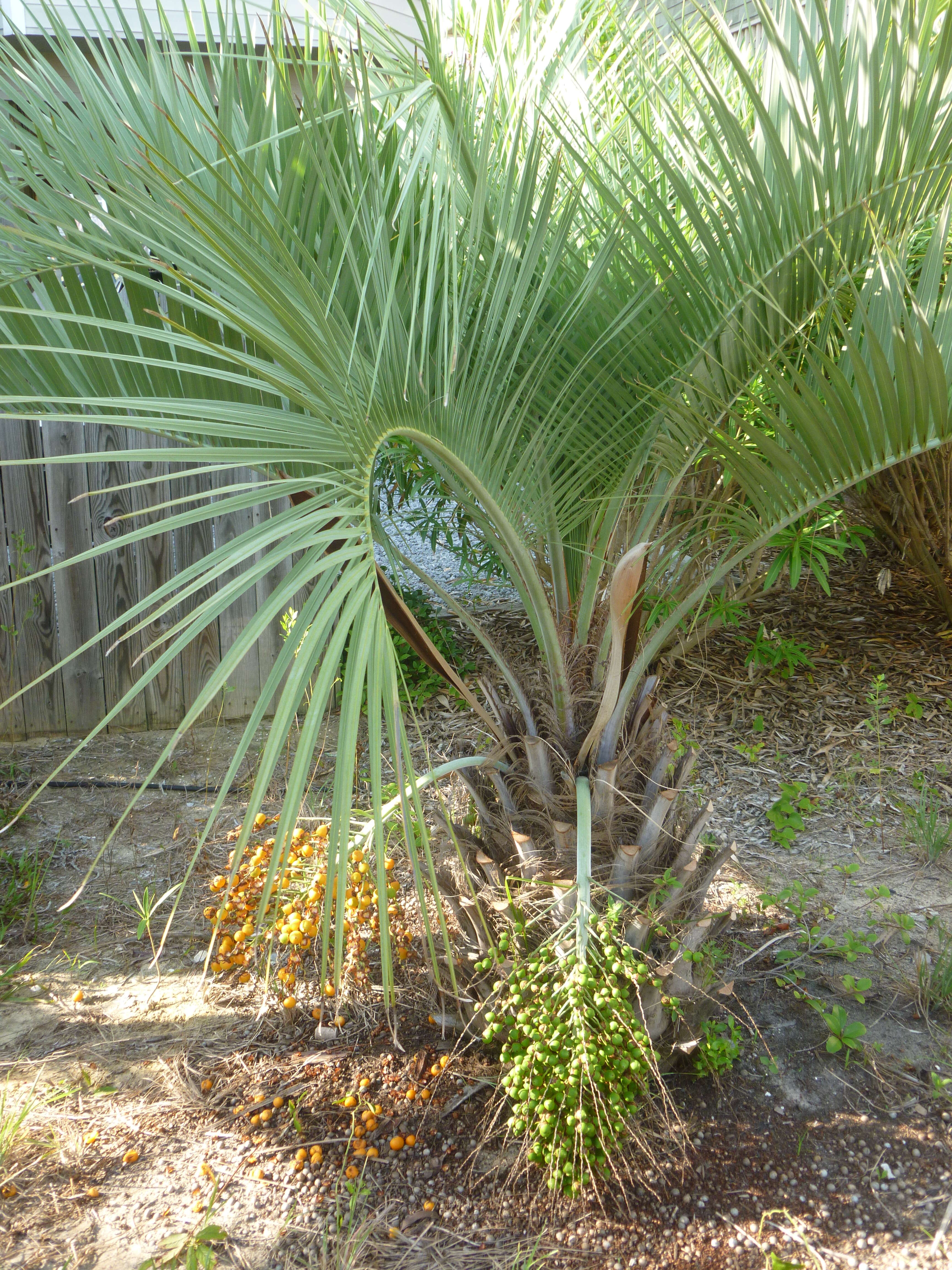Image of South American jelly palm