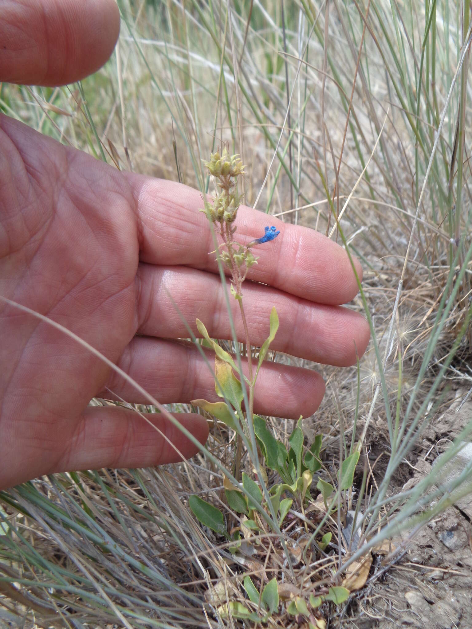 Image of low beardtongue