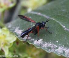 Image of Physoconops tentenvilu Baharona-Segovia 2020