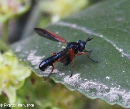 Image of Physoconops tentenvilu Baharona-Segovia 2020