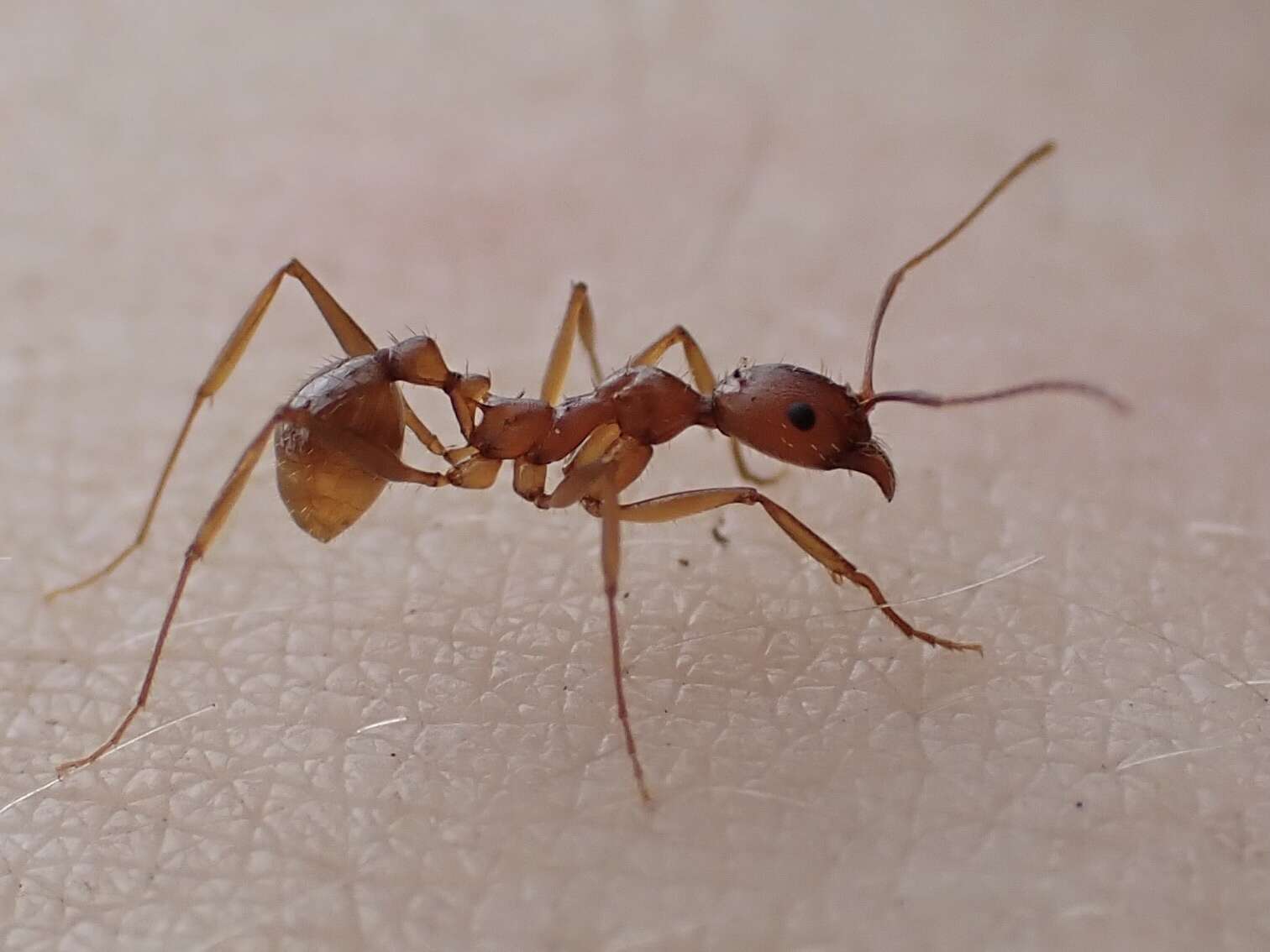 Image of Aphaenogaster flemingi Smith 1928