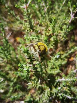 Image de Julodis pubescens yveni Mannerheim 1837