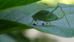 Image de Phaulula macilenta Ichikawa 2004