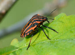 Image of <i>Graphosoma italicum</i>