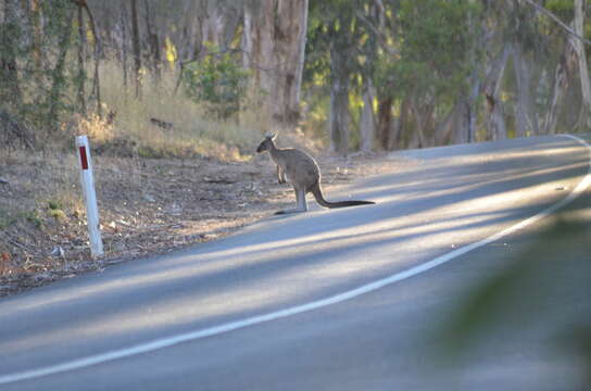 Image of Macropus fuliginosus melanops Gould 1842