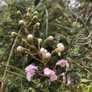 Image of Stylidium nymphaeum Wege