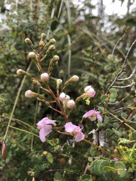 Image of Stylidium nymphaeum Wege