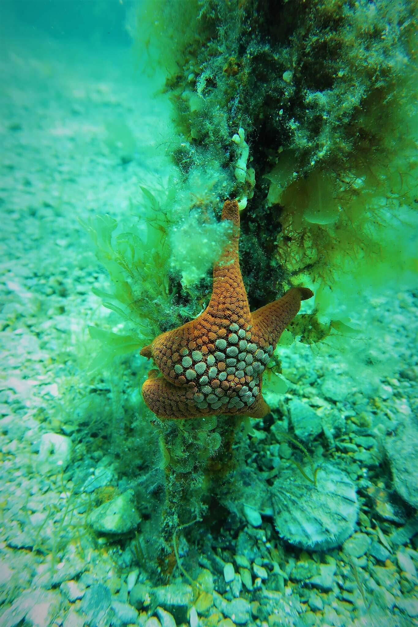 Nectria ocellata Perrier 1875 resmi