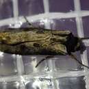 Agrotis malefida Guenée 1852的圖片