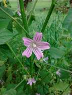 Image of bull mallow