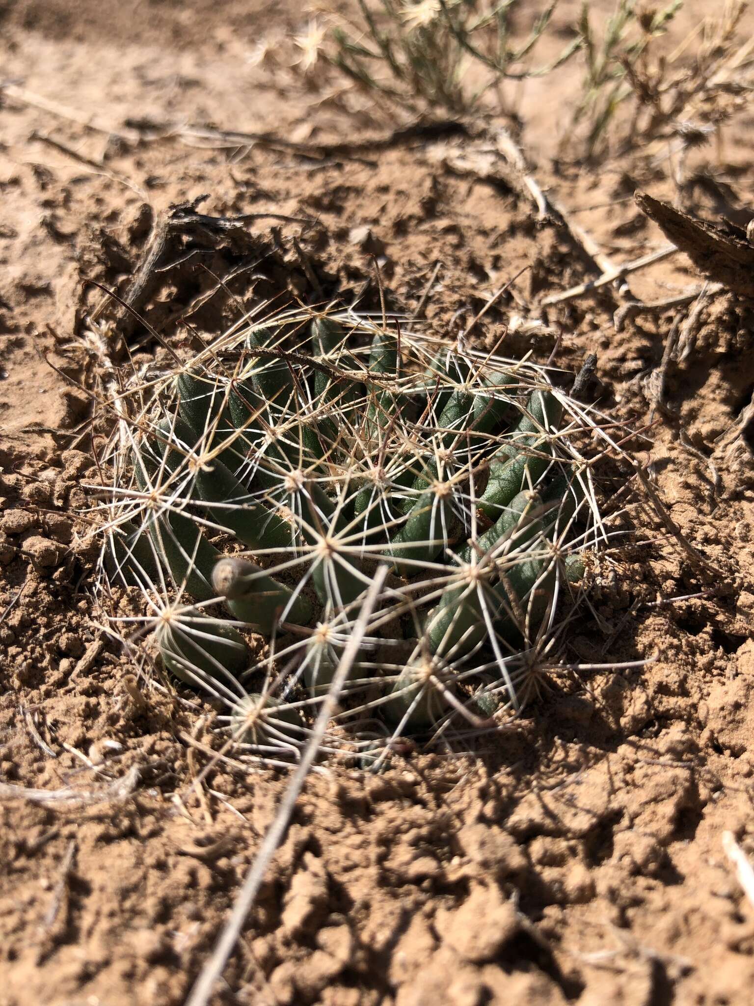 Image of Wright's nipple cactus