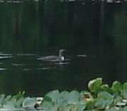 Image of Red-throated Diver