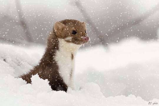 Image of Beech Marten