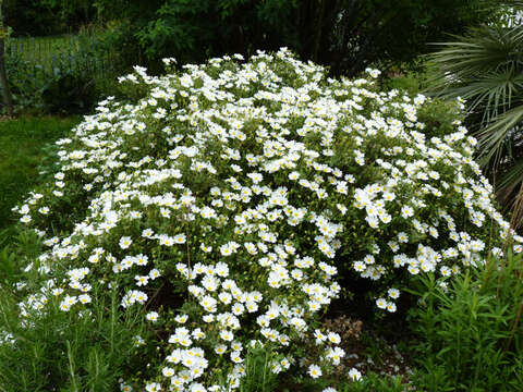 Image of salvia cistus