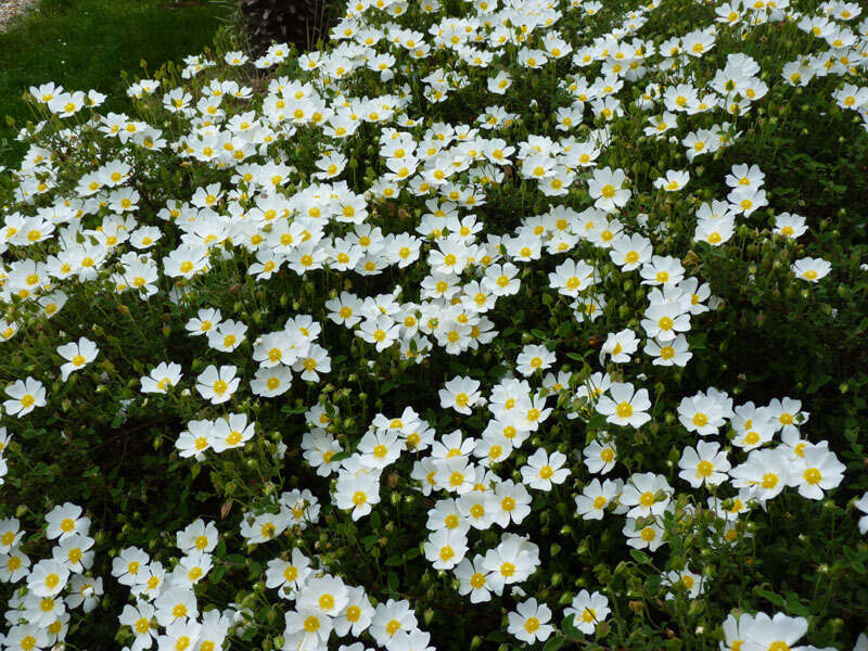 Image of salvia cistus