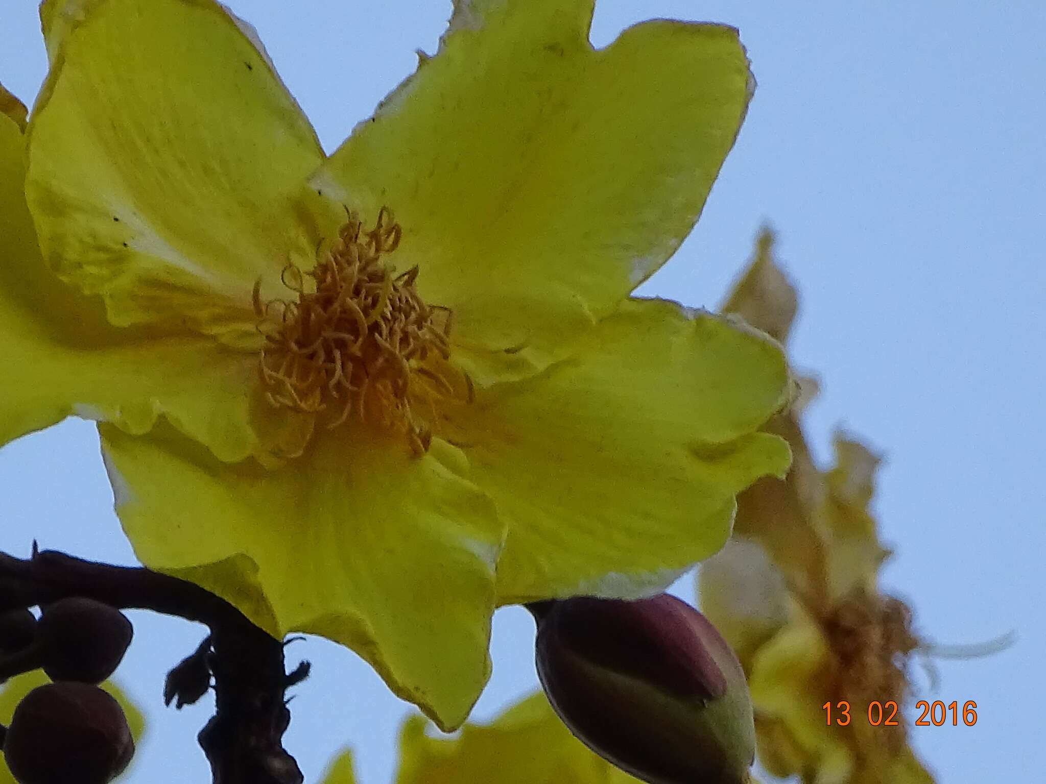 Cochlospermum religiosum (L.) Alston resmi