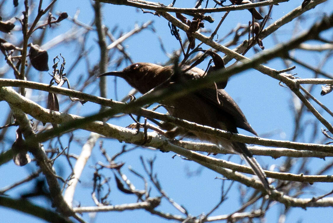 Image of Dusky Honeyeater