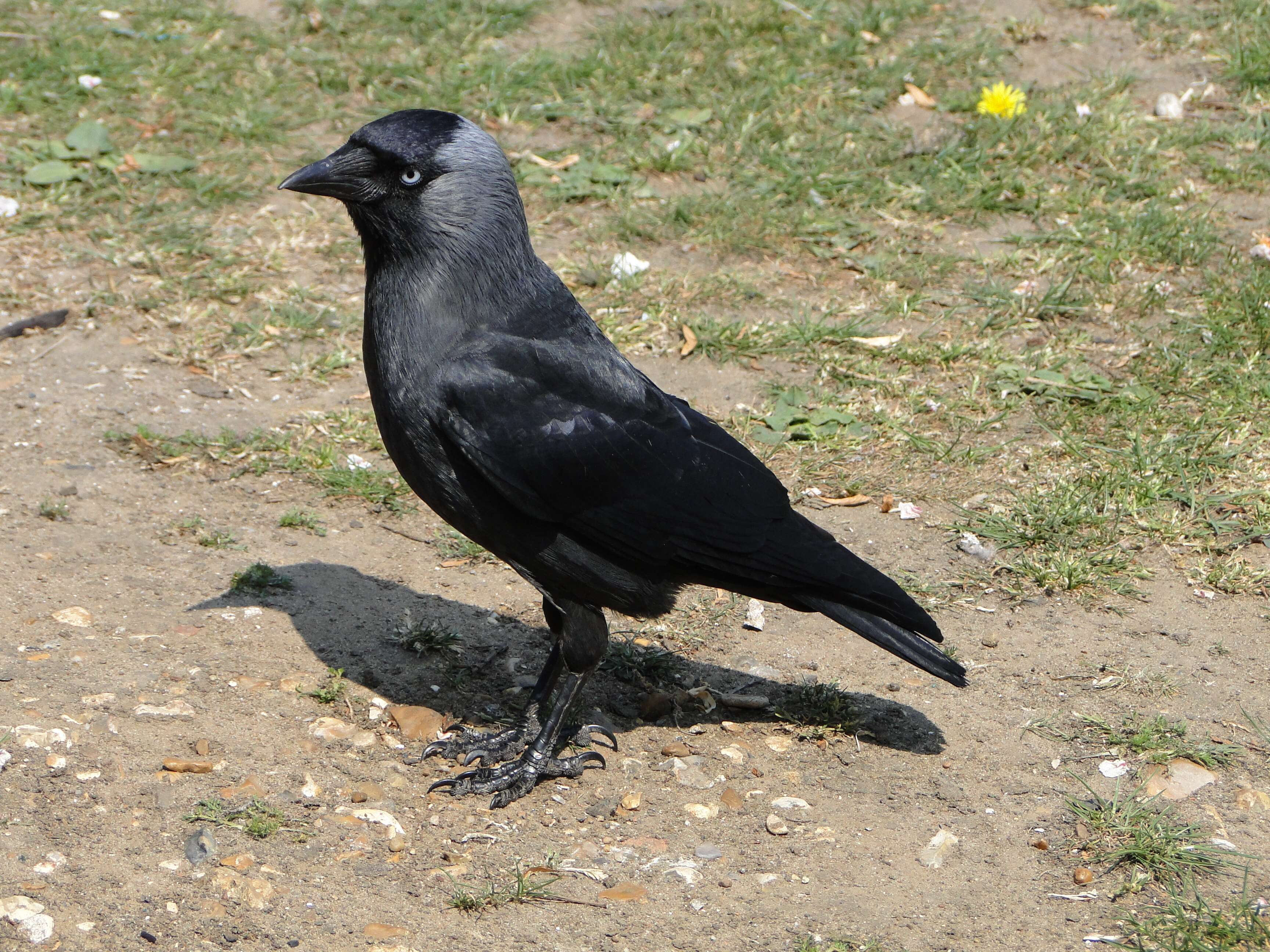 Image of Eurasian Jackdaw