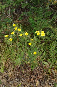 Слика од Potentilla pedata Willd.