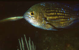 Image of Damsel fish