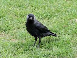 Image of Eurasian Jackdaw