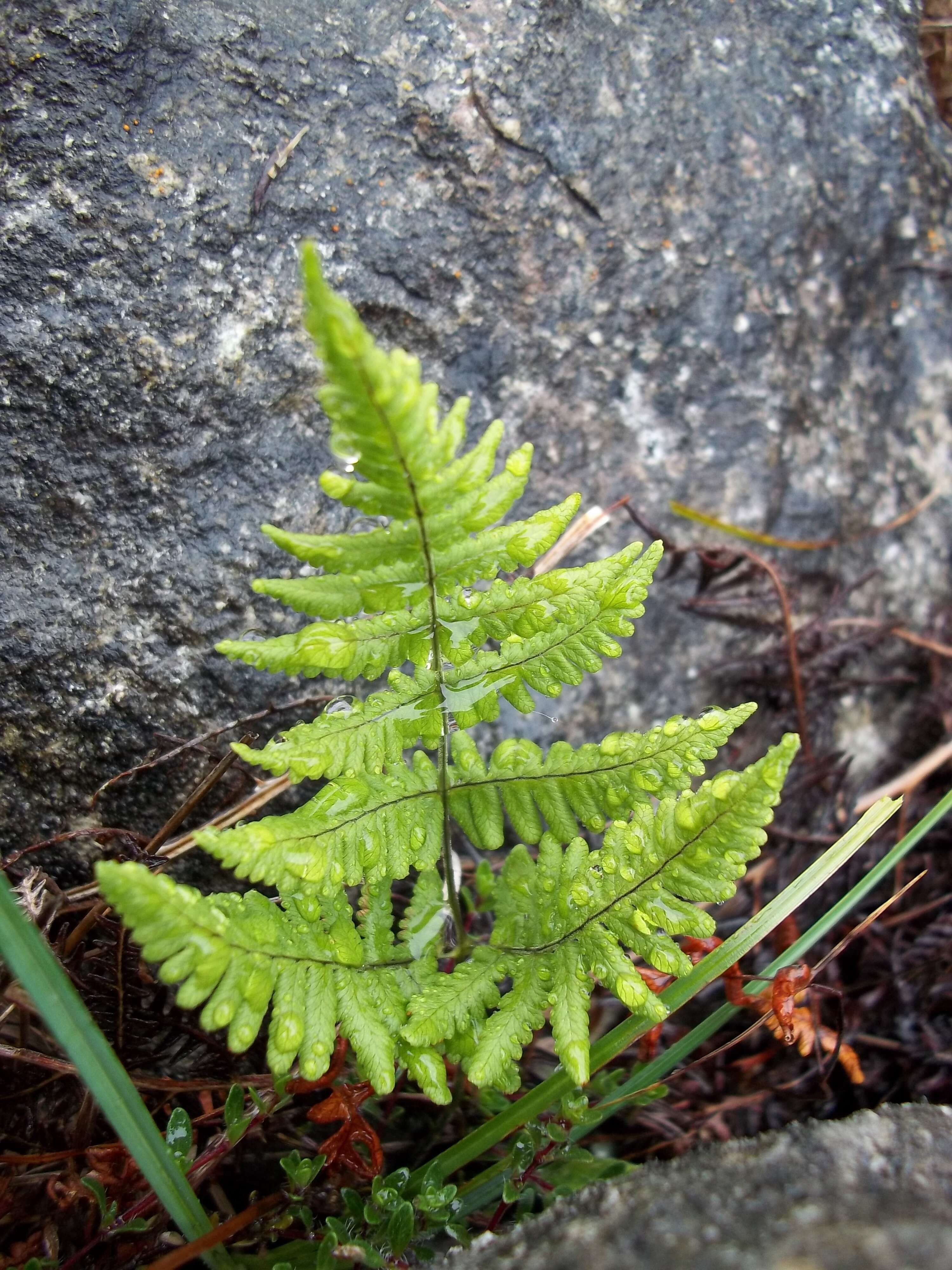 Слика од Gymnocarpium robertianum (Hoffm.) Newman