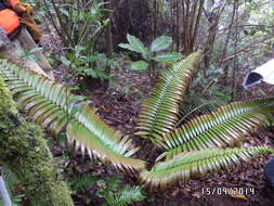 Image of Ceratozamia fuscoviridis W. Bull