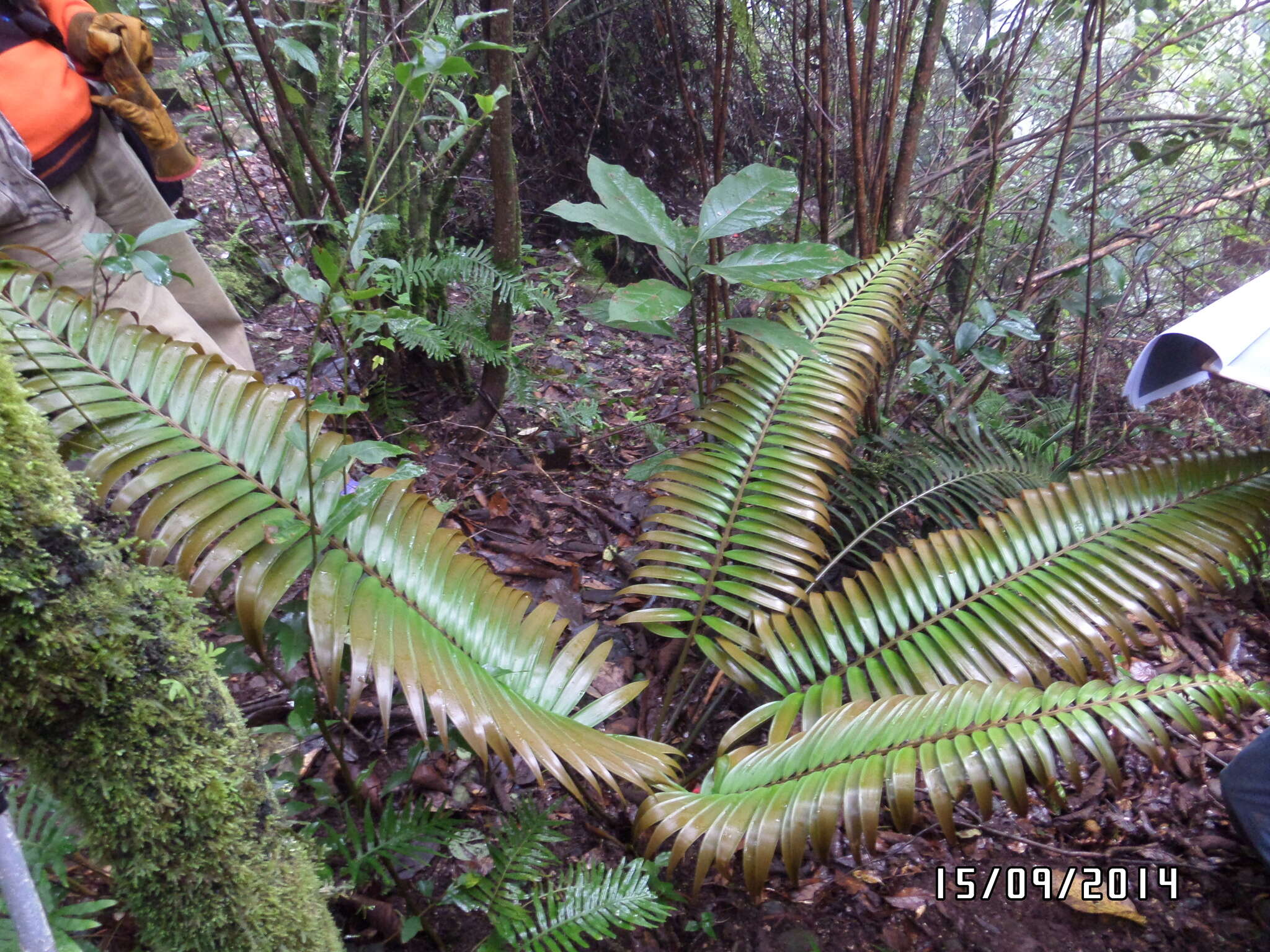 Image of Ceratozamia fuscoviridis W. Bull