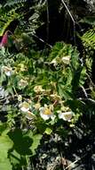 Image of Begonia micranthera Griseb.