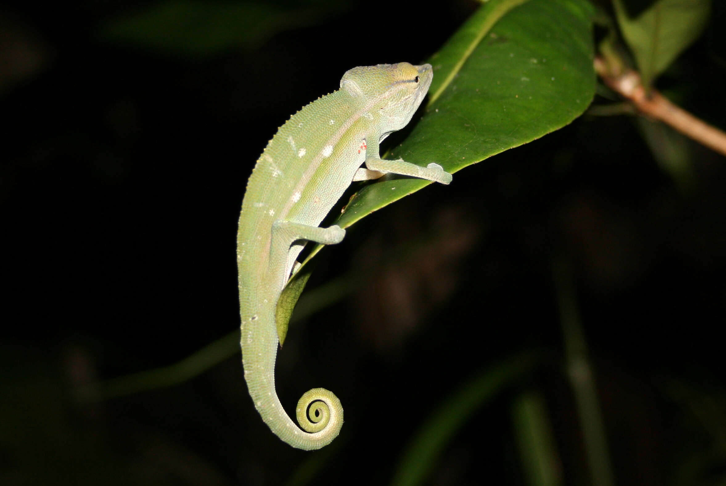 Image of Perinet chameleon