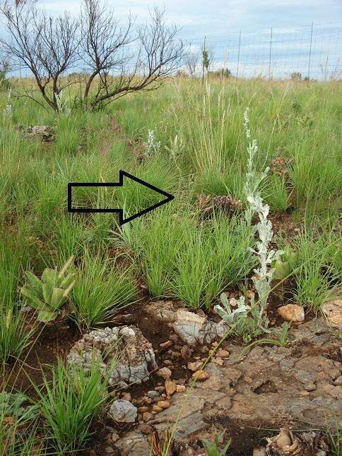 Image of Aspidoglossum biflorum E. Mey.