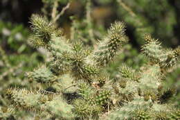 Image of Cylindropuntia alcahes var. alcahes