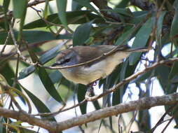 Image of Brown Gerygone