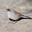 Image of Junco hyemalis dorsalis Henry 1858