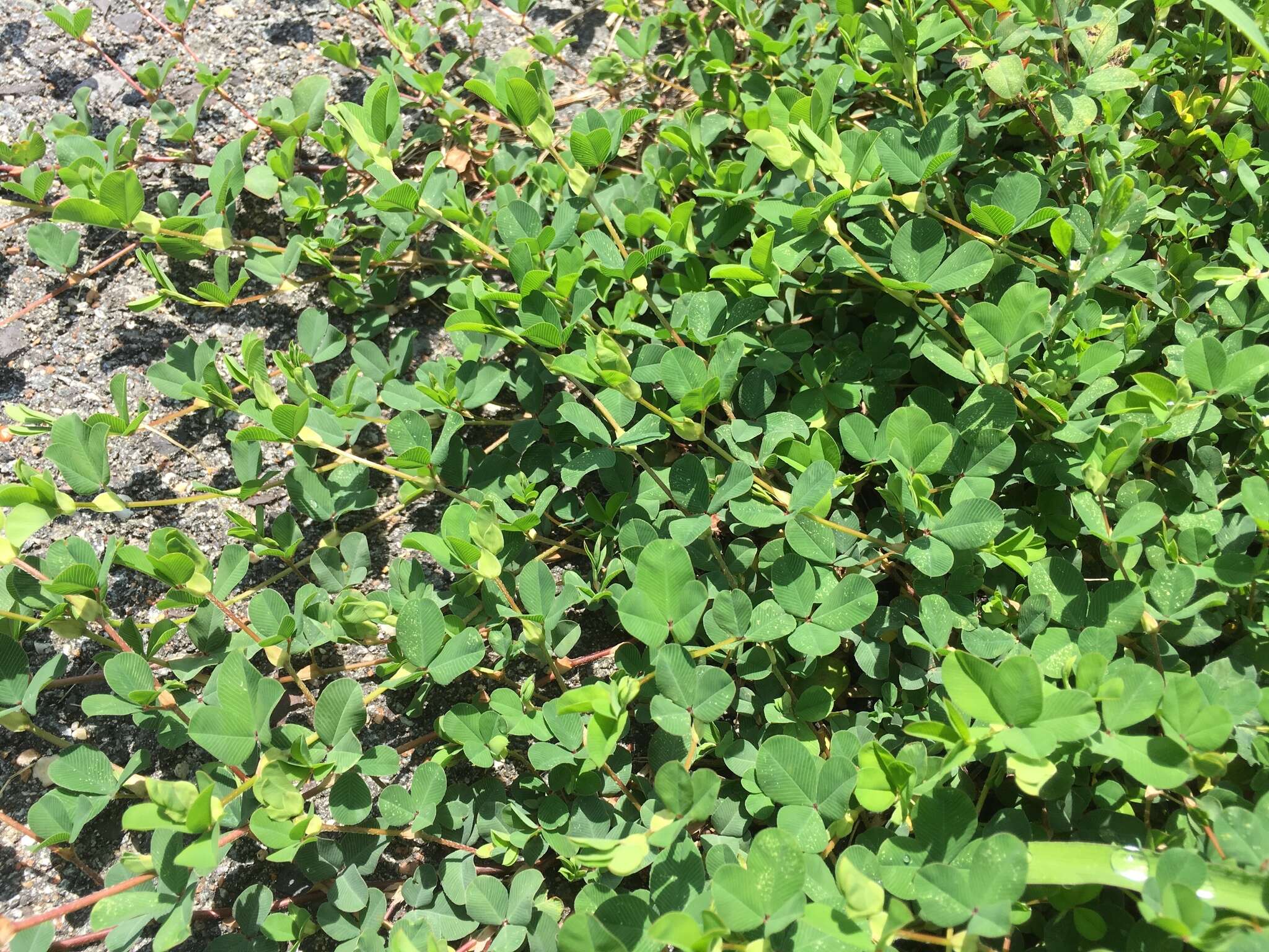 Image of Korean clover