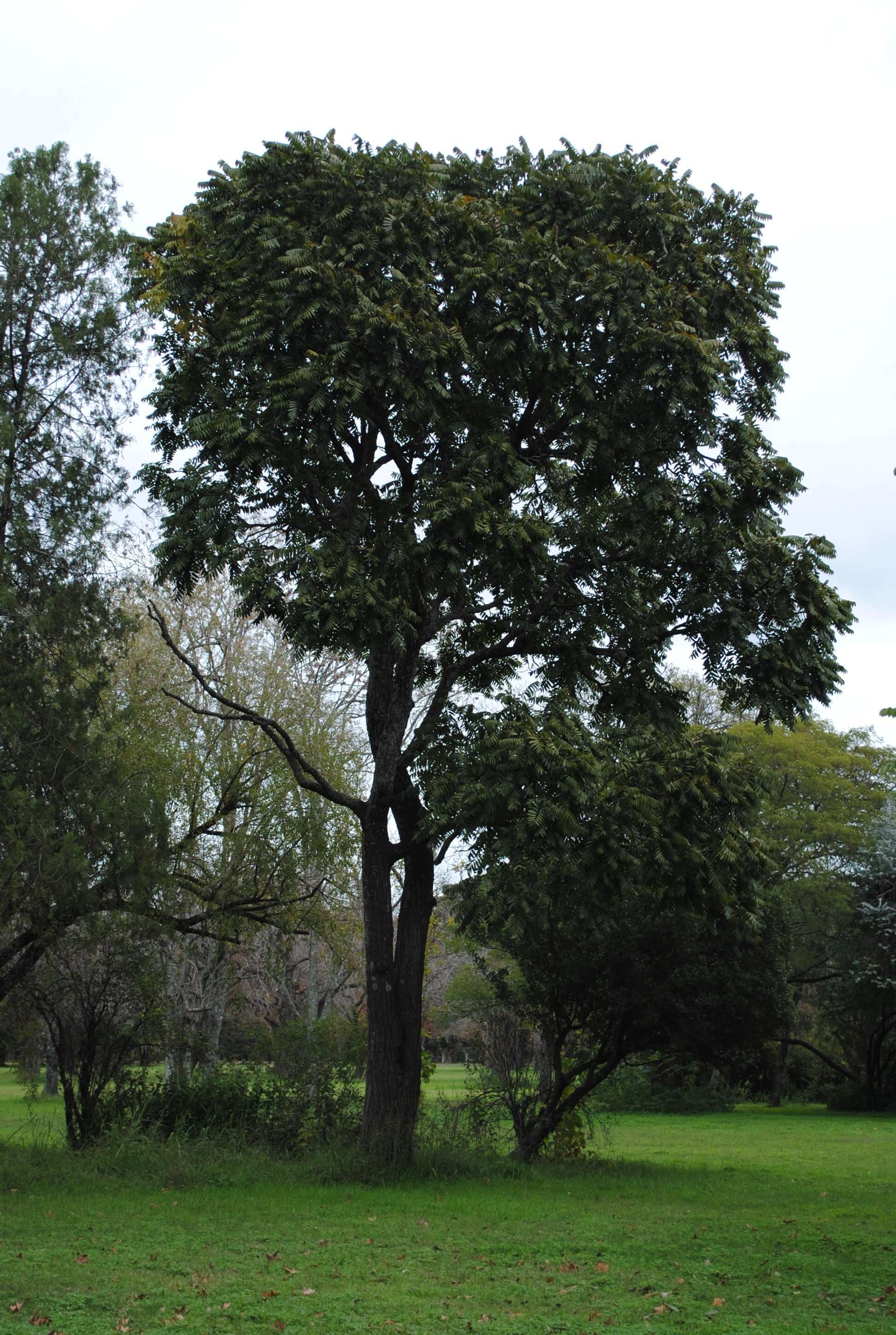 Image of Cedar