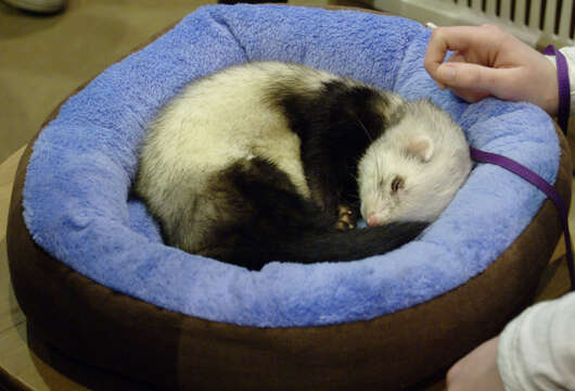 Image of domestic ferret