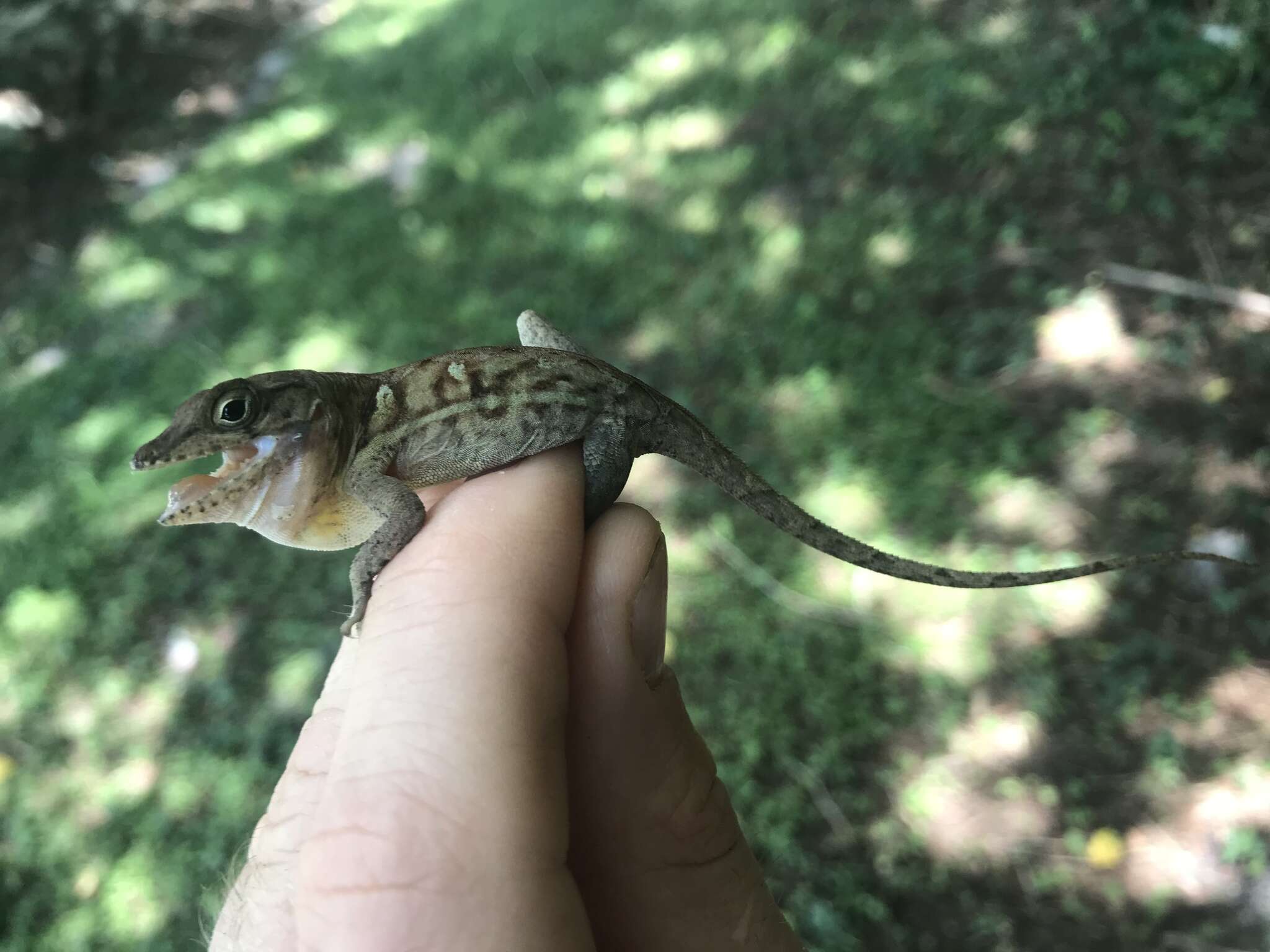 Anolis cybotes Cope 1862 resmi